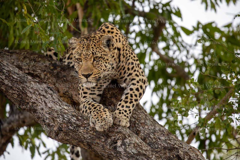 Wild Life