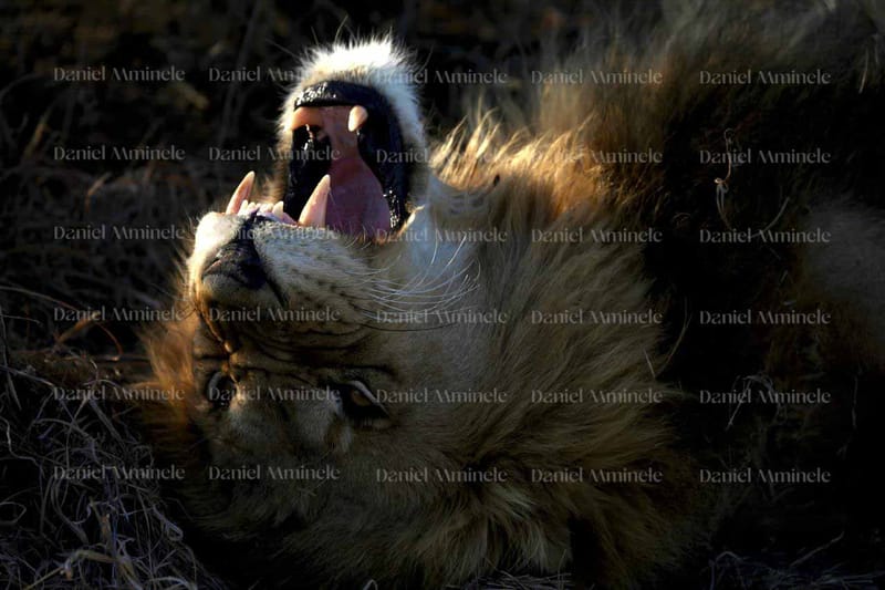Wild Life