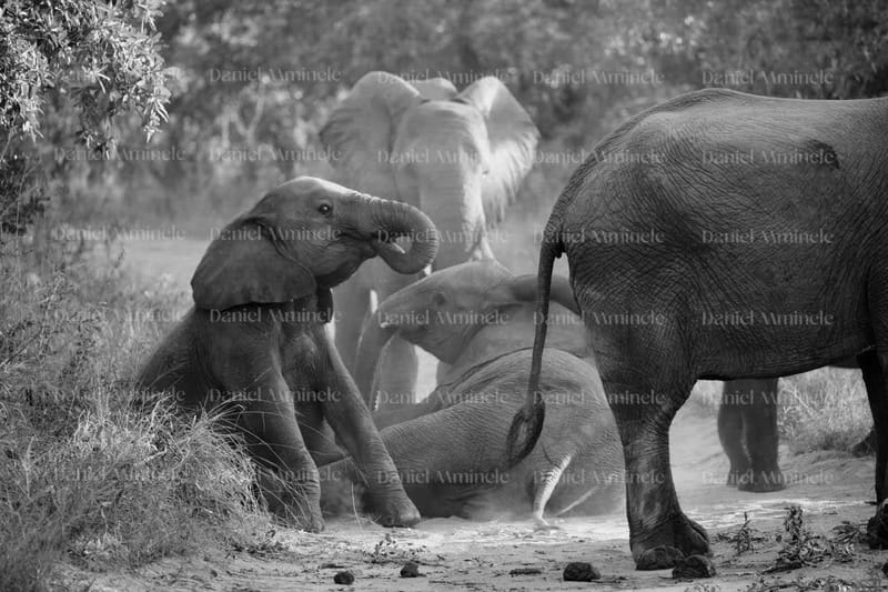 Wild Life