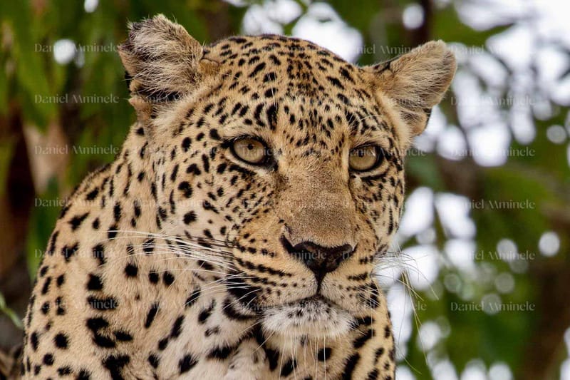 Wild Life