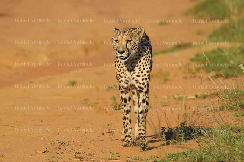 Wild Life