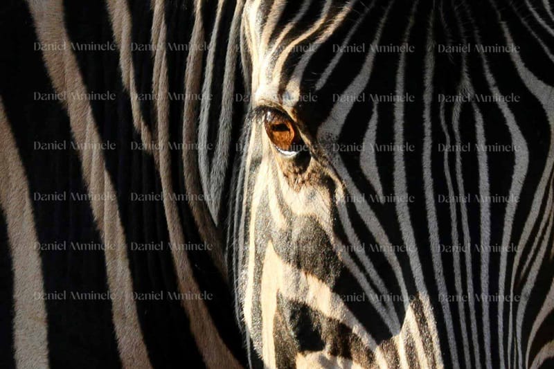 Wild Life