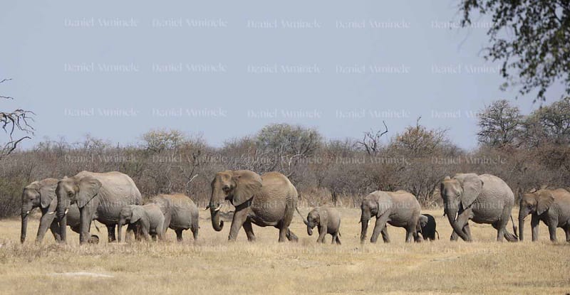 Wild Life