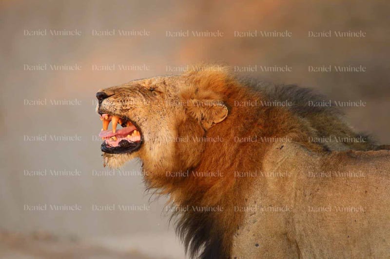 Wild Life