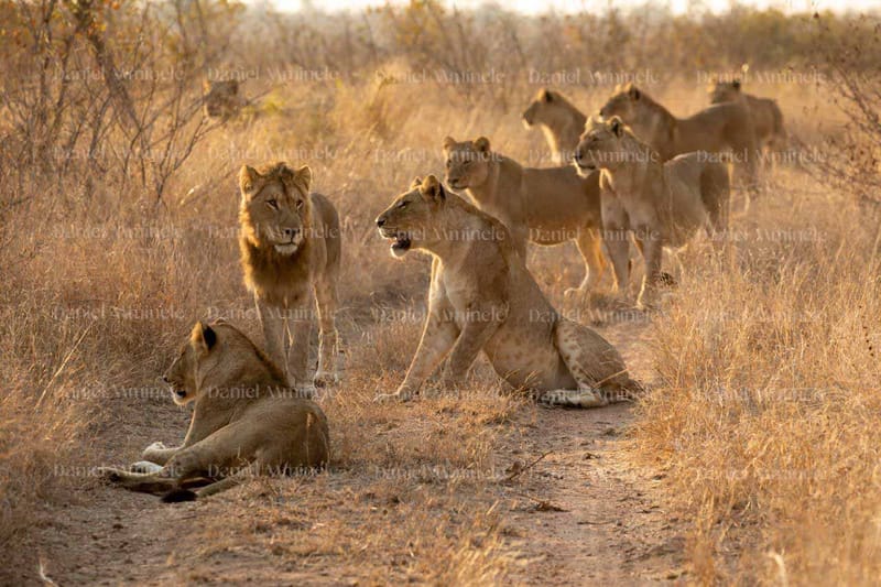 Wild Life