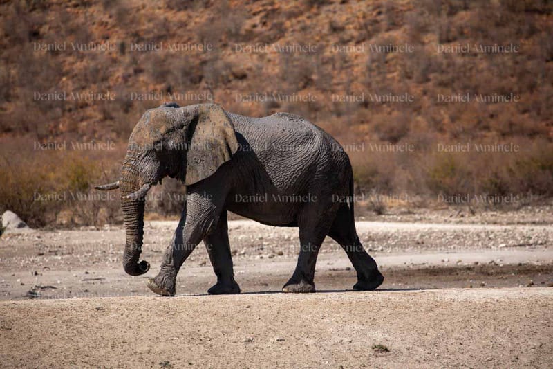 Wild Life
