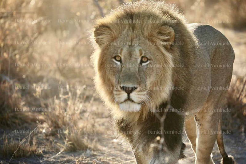 Wild Life