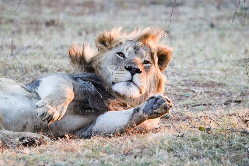 Wild Life