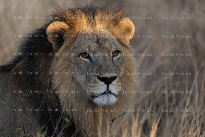 Wild Life
