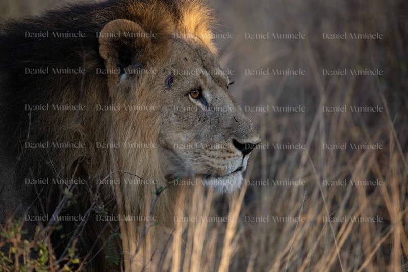Wild Life