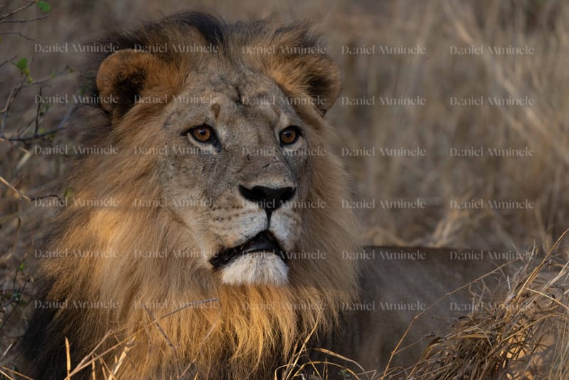 Wild Life