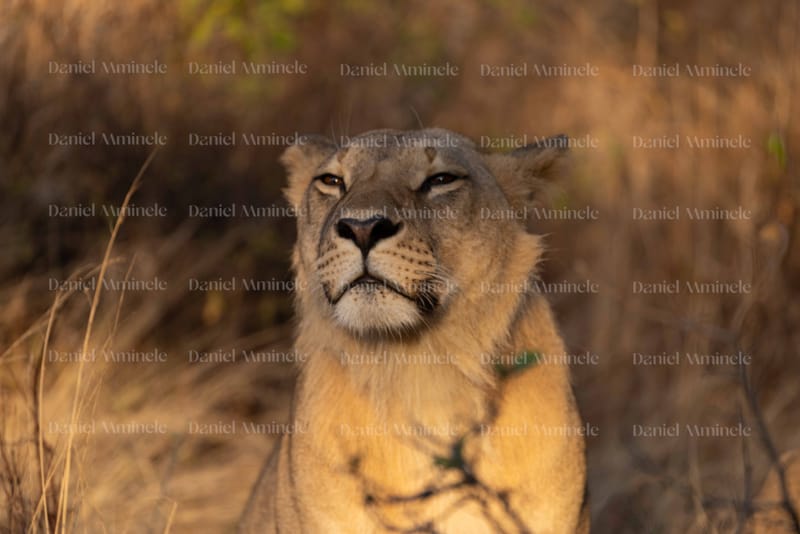Wild Life