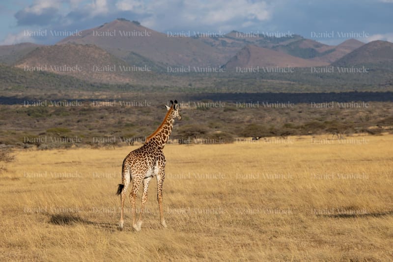 Wild Life