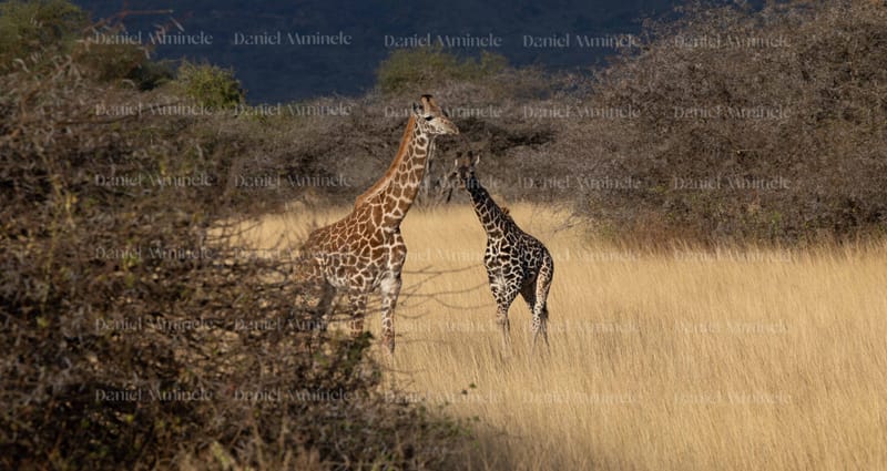 Wild Life