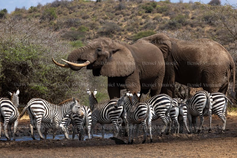 Wild Life