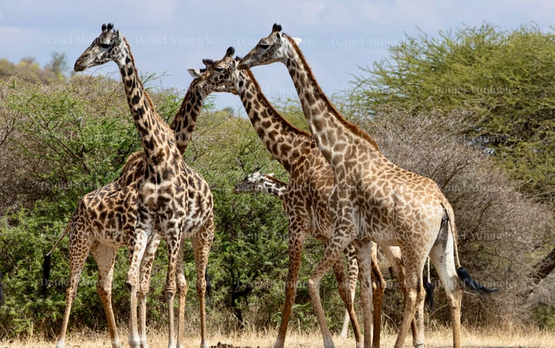 Wild Life