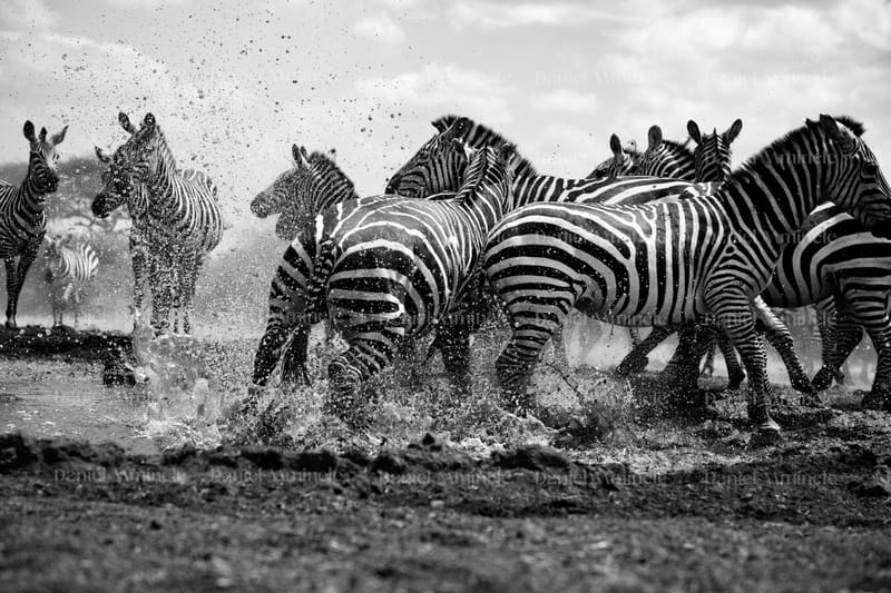 Wild Life