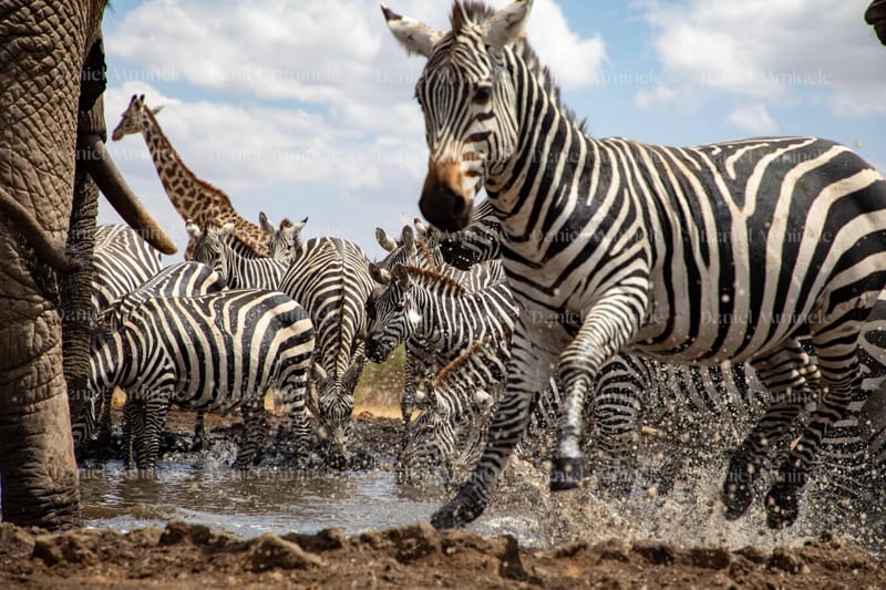 Wild Life