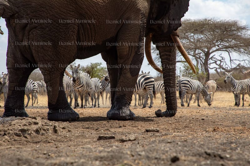 Wild Life