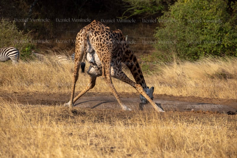 Wild Life