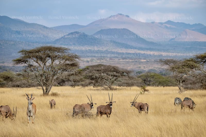 Wild Life