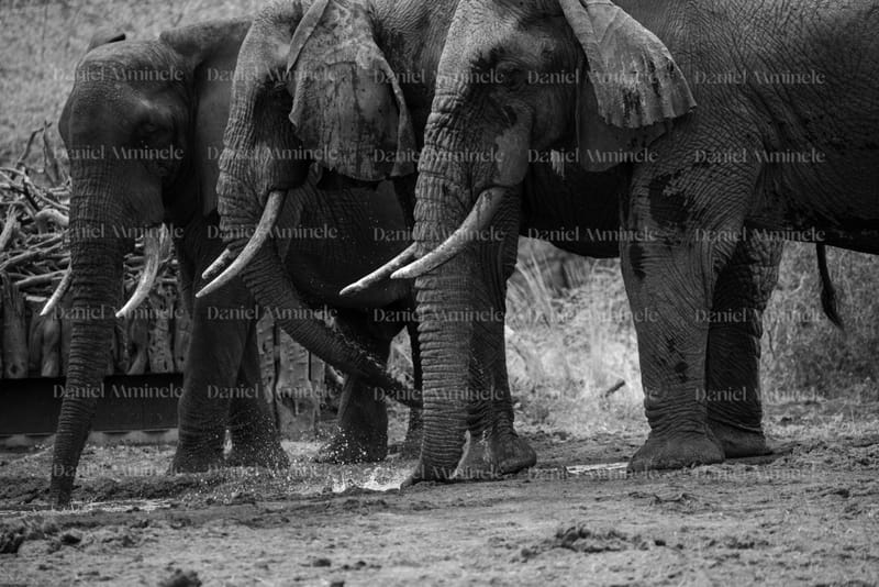 Wild Life