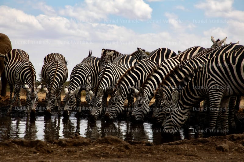 Wild Life