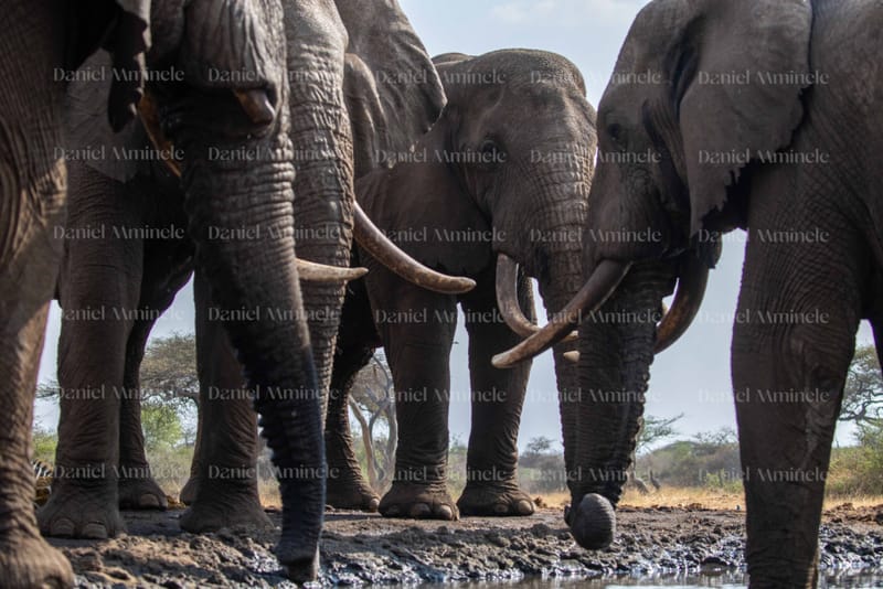 Wild Life