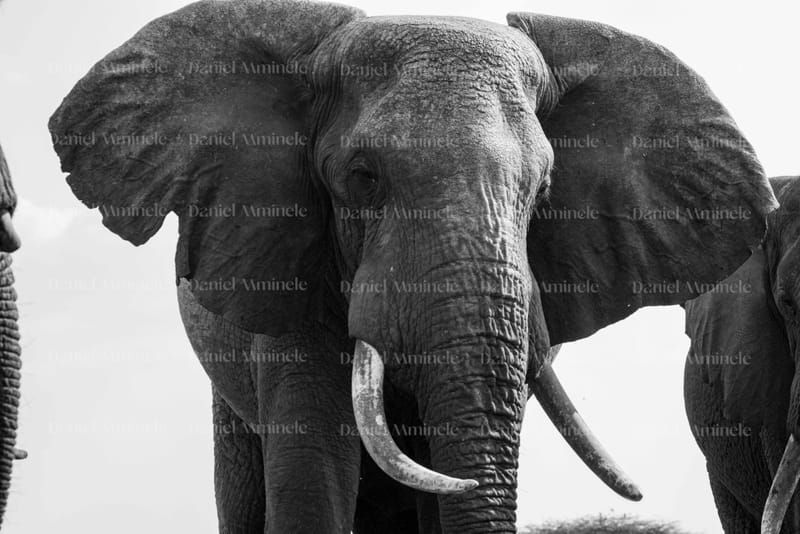 Wild Life