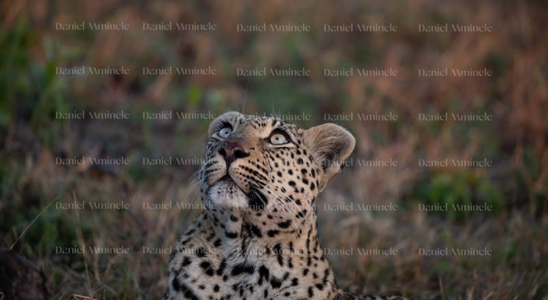 Wild Life