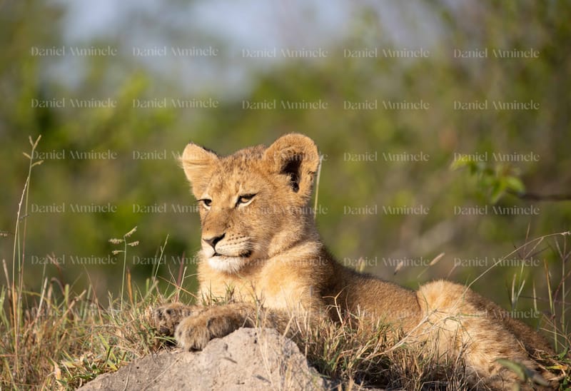 Wild Life
