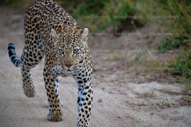 Wild Life