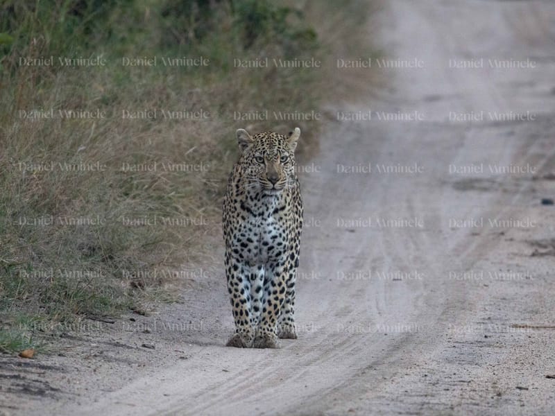 Wild Life