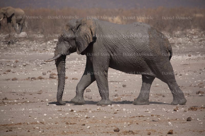Wild Life