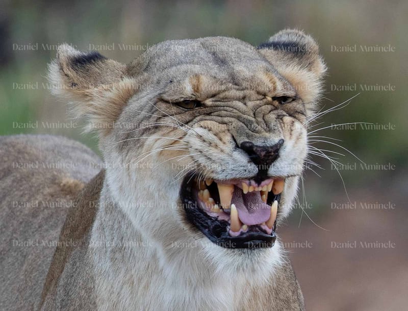 Wild Life