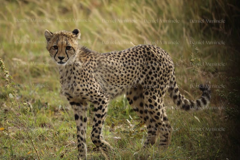 Wild Life