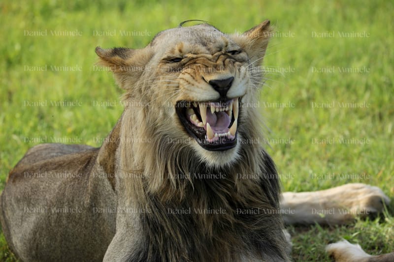 Wild Life