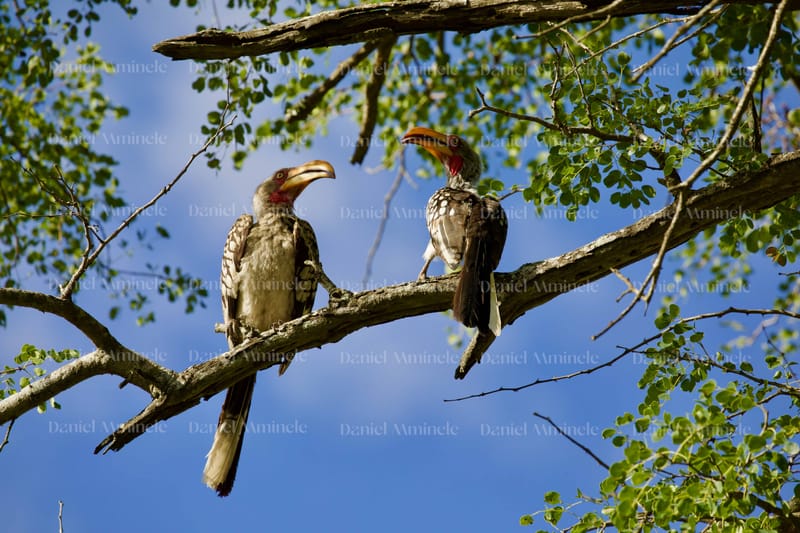 Wild Life