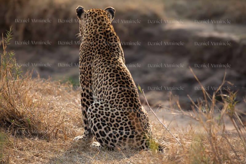 Wild Life