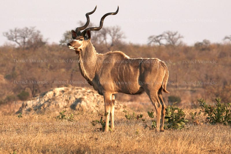Wild Life