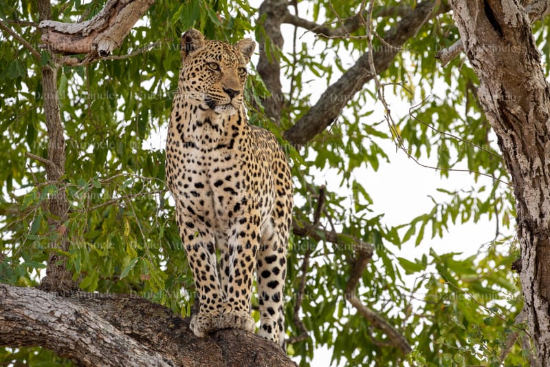 Wild Life