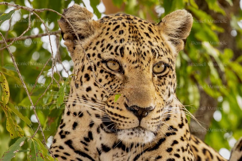 Wild Life