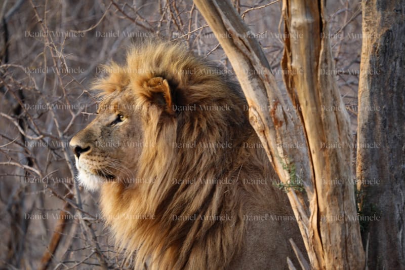Wild Life
