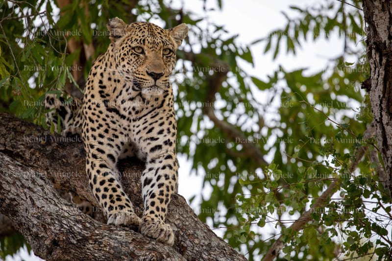 Wild Life