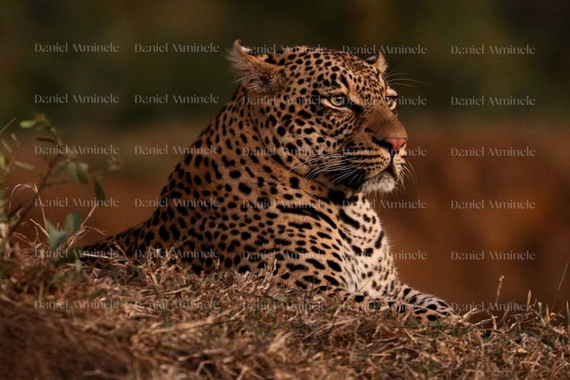 Wild Life