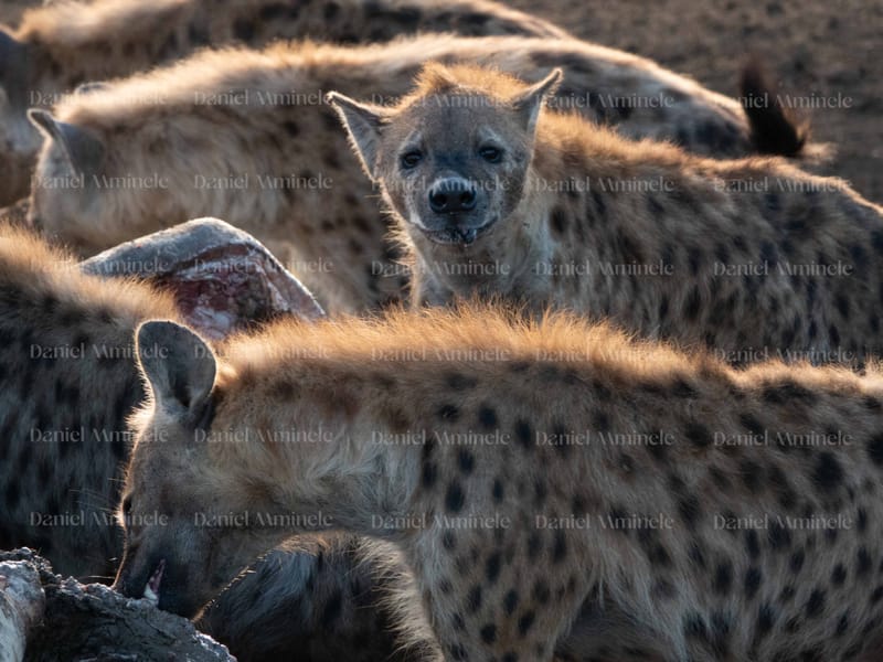 Wild Life