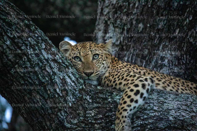 Wild Life