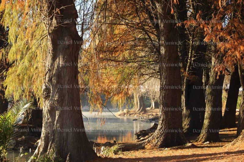 Landscapes