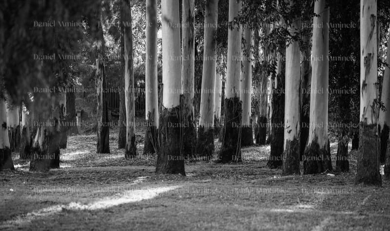 Landscapes