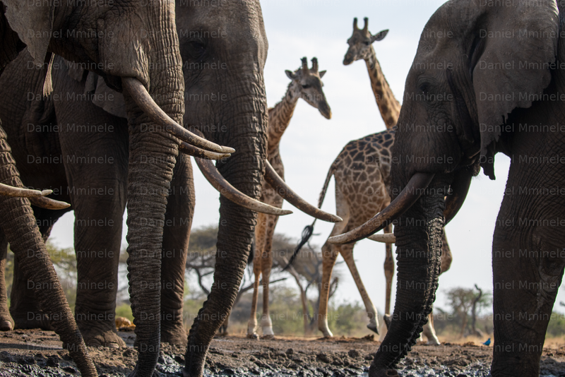 Wild Life